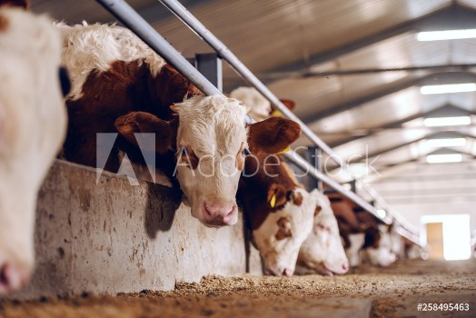 Picture of Cute white and brown calf looking at camera in barn Meat industry concept
